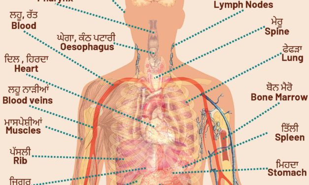 Parts of Body 4
