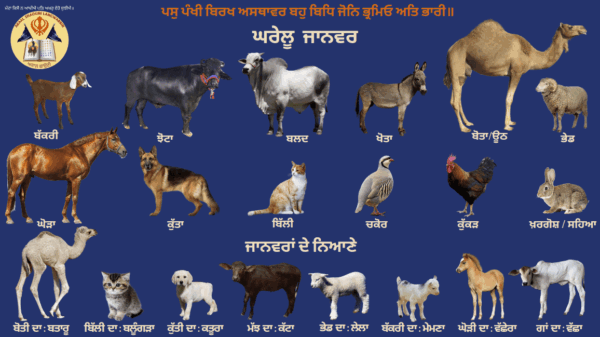 ਘਰੇਲੂ ਜਾਨਵਰ  Domestic Animals
