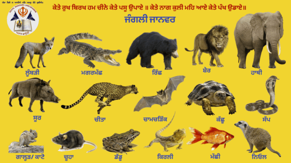 ਜੰਗਲੀ ਜਾਨਵਰ Wild Animals